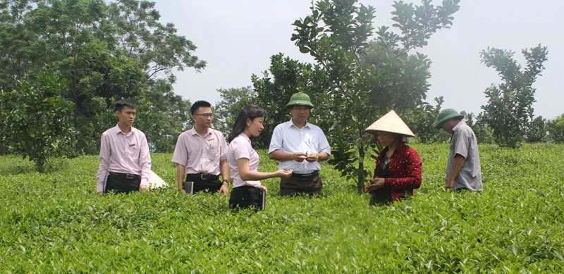 Cán bộ Ngân hàng Chính sách xã hội thị xã Phổ Yên thăm mô hình kinh tế của hộ dân được vay vốn.