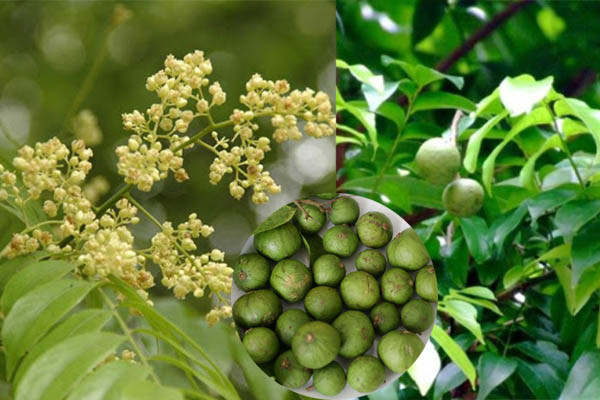 Ảnh minh họa ITN.