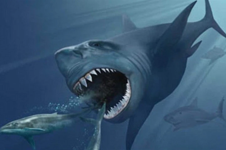 Thủy quái Megalodon tuyệt chủng do... quá kén ăn