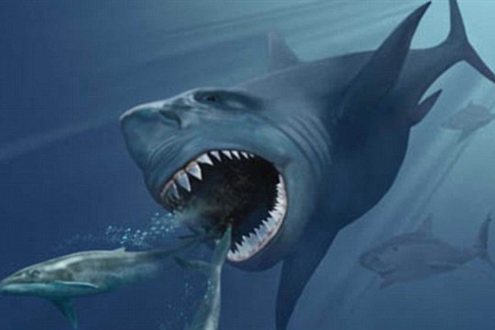 Thủy quái Megalodon tuyệt chủng do... quá kén ăn