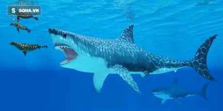 Thuy quai Megalodon tuyet chung do... qua ken an - Anh 4