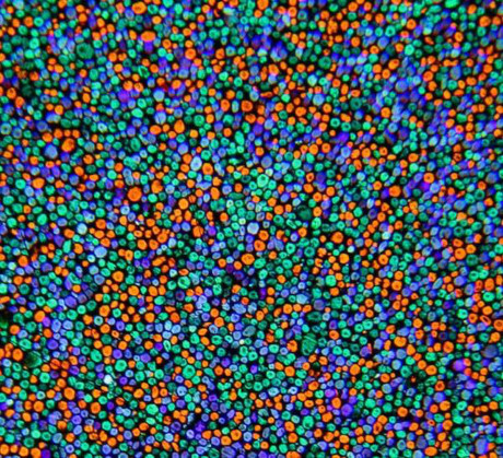 Nhung buc anh mau doc dao dau tien tren the gioi - Anh 2