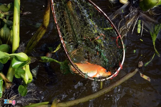 Bất lực nhìn cá chép bị chích điện khi vừa thả