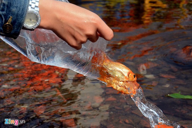 Bất lực nhìn cá chép bị chích điện khi vừa thả