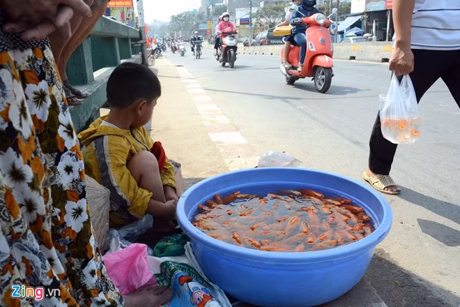 Bất lực nhìn cá chép bị chích điện khi vừa thả