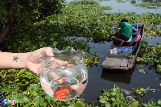 Bất lực nhìn cá chép bị chích điện khi vừa thả