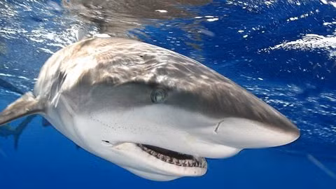 Những sự thật khó ngờ về cá mập ảnh 1