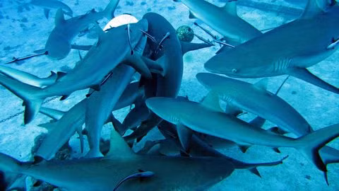 Những sự thật khó ngờ về cá mập ảnh 2