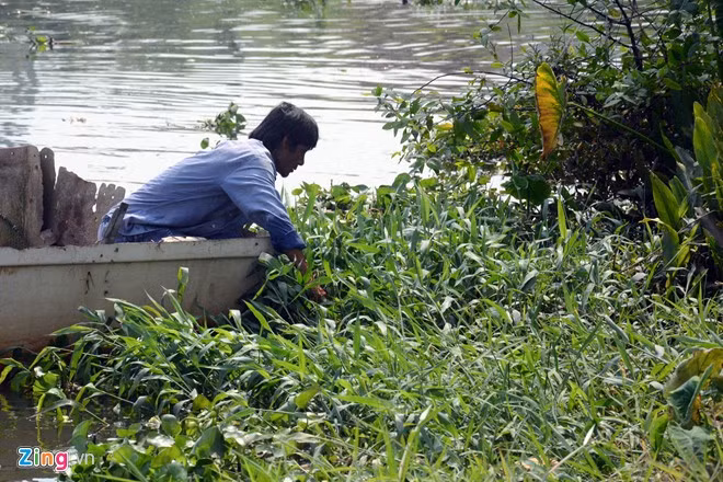 Bất lực nhìn cá chép bị chích điện khi vừa thả