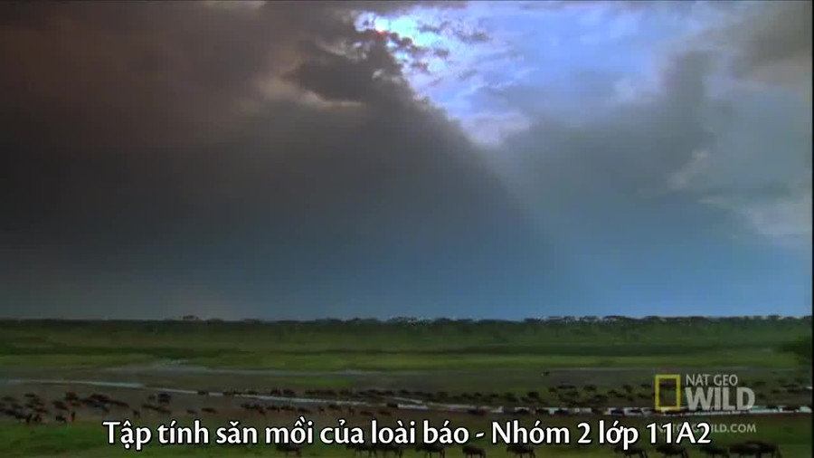 Cận cảnh uy lực khủng khiếp của báo đốm châu Phi ảnh 5 Cận cảnh uy lực khủng khiếp của báo đốm châu Phi ảnh 5