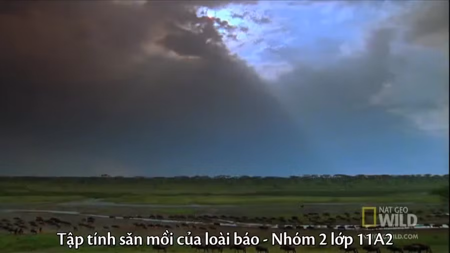 Cận cảnh uy lực khủng khiếp của báo đốm châu Phi ảnh 5