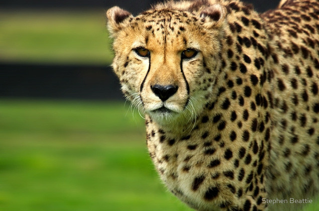 Cận cảnh uy lực khủng khiếp của báo đốm châu Phi ảnh 3 Đôi mắt của Cheetah có tầm nhìn lên tới 200 độ