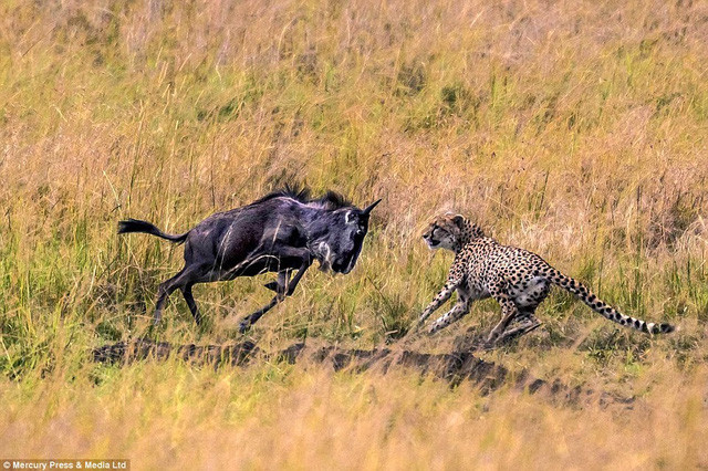 Cận cảnh uy lực khủng khiếp của báo đốm châu Phi ảnh 4 Cheetah có thể phán đoán được đường chạy của con mồi
