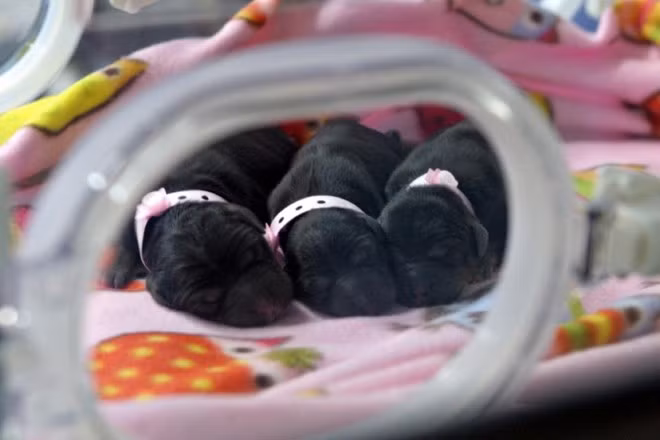 Doanh nghiệp Trung Quốc khoe công nghệ nhân bản người