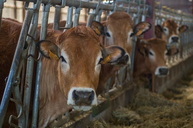 Doanh nghiệp Trung Quốc khoe công nghệ nhân bản người