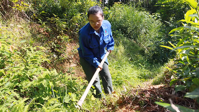 Nguyễn Thị Thủy nhổ cỏ thuê. Ảnh: Tiến Thắng
