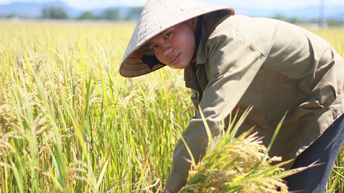 Trần Văn Cường tranh thủ gặt lúa phụ gia đình. Ảnh: Tiến Thắng