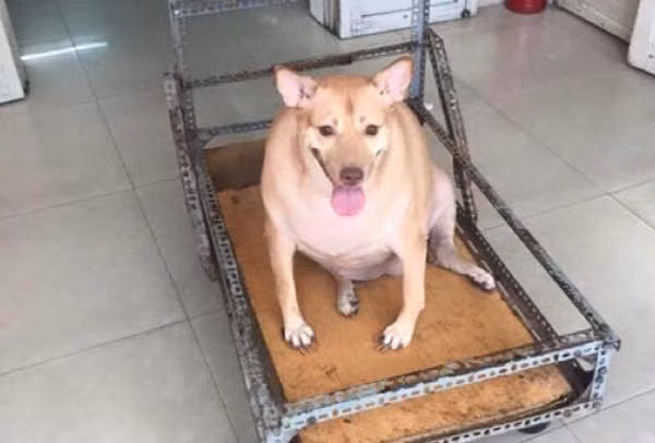 Những thú cưng béo ú khiến dân mạng điên đảo tuần qua