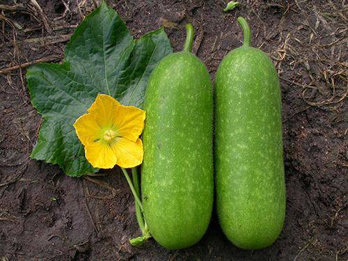 Nhờ đâu Ngọc Trinh và Phạm Hương có được vòng eo “con kiến“? ảnh 5 Empty