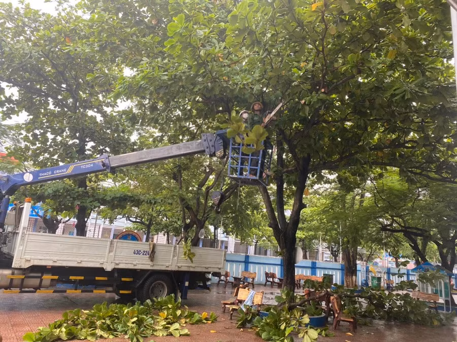 Trường học ở quận Liên Chiểu tiến hành cắt tỉa cành cây để phòng chống bão Noru. 
