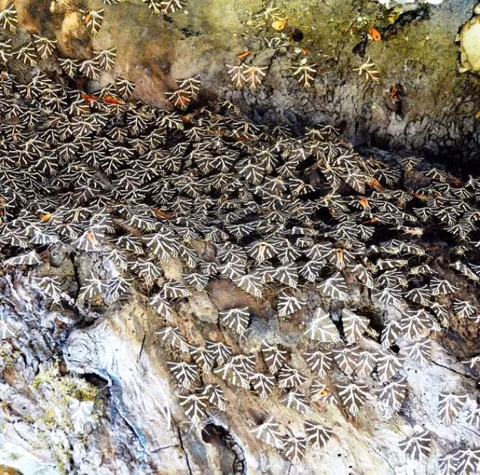 Cận cảnh vùng đất có hàng triệu loài bướm độc đáo ảnh 3