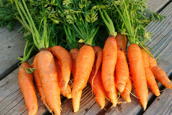 cà rốt, súp lơ, cải bó xôi, nấm đông cô cà rốt, súp lơ, cải bó xôi, nấm đông cô