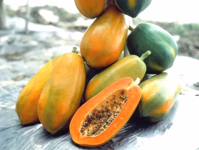 Khoa học khẳng định ăn đu đủ giúp lọc sạch độc tố trong phổi và ngừa ung thư hiệu quả