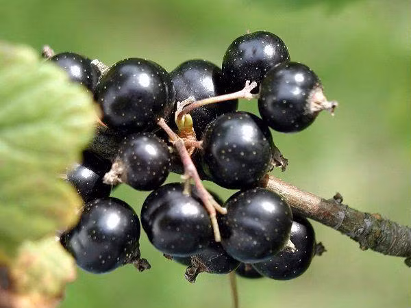 8 thực phẩm đen tốt hơn cả nhân sâm chị em nên bổ sung vào thực đơn hàng ngày ảnh 8 8 thực phẩm đen tốt hơn cả nhân sâm chị em nên bổ sung vào thực đơn hàng ngày ảnh 8