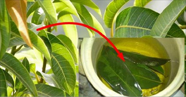 Uống trà lá xoài mỗi sáng, nhận những điều kỳ diệu sau 2 tháng ảnh 2 Uống trà lá xoài mỗi sáng, nhận những điều kỳ diệu sau 2 tháng ảnh 2