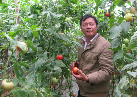 Đếm đủ 3 triệu đồng/ngày nhờ trồng cà chua lạ, ngon, bổ, rẻ - Ảnh 1 Dem du 3 trieu dong/ngay nho trong ca chua la, ngon, bo, re - Anh 1