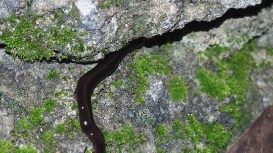 Giun dẹp New Guinea được tìm thấy tại bang Florida - Mỹ Ảnh: LIVE SCIENCE