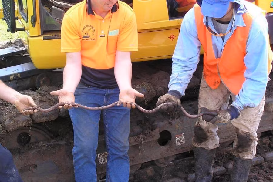 Loài giun đất lớn nhất thế giới có chiều dài ấn tượng.