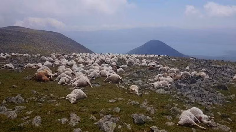 Đàn cừu hơn 500 con bị sét đánh chết đồng loạt.