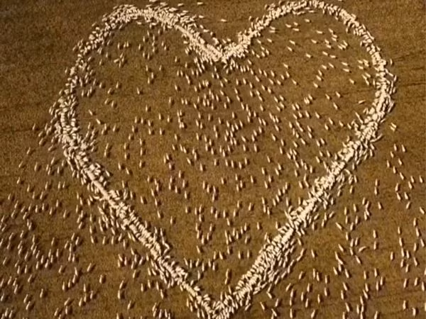 Một người nnông dân Úc xếp một hình trái tim bằng đàn cừu để tri ân người Dì quá cố của mình.