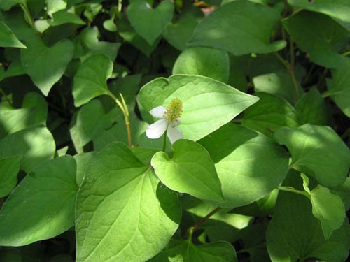 Những loại rau phổ biến có tác dụng làm đẹp da, trị mụn ảnh 3 - 3