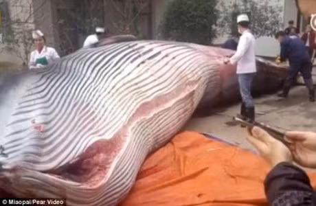 Nha hang mua ca voi 8 tan, yeu cau dau bep giet thit truoc mat quan khach - Anh 1