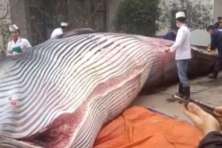 Nhà hàng mua cá voi 8 tấn, yêu cầu đầu bếp giết thịt trước mặt quan khách