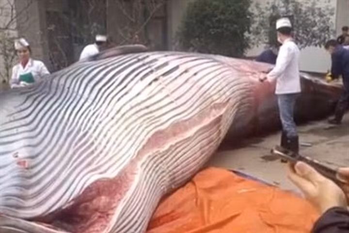 Nhà hàng mua cá voi 8 tấn, yêu cầu đầu bếp giết thịt trước mặt quan khách