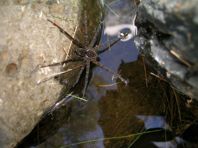  Loài nhện được tìm thấy xung quanh những suối nước ngọt tại Brisbane 