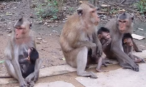 "Huyết lình" và cơn sốt siêu dược từ Mỹ Hầu Vương ảnh 1