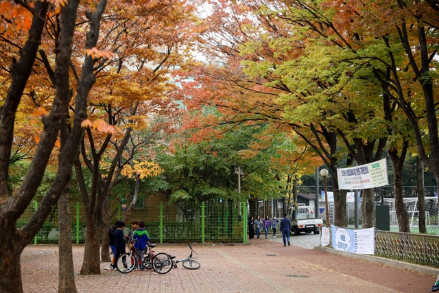 Thu về, tán lá cây chuyển màu vàng, đỏ.