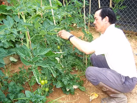 “Bo tui” ky thuat trong ca chua an toan, tuoi ngon tai nha
