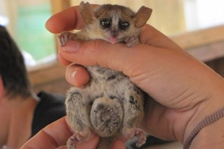 Kham pha loai vuon cao co tinh hoan 