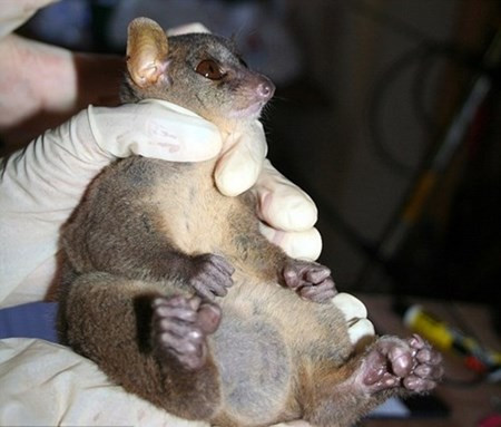 Kham pha loai vuon cao co tinh hoan 