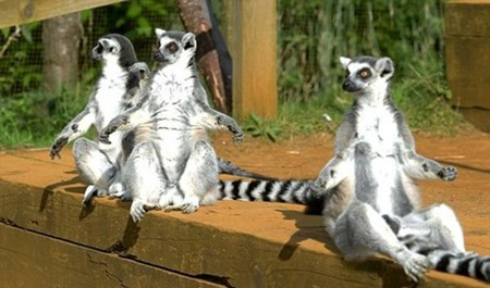 Kham pha loai vuon cao co tinh hoan 