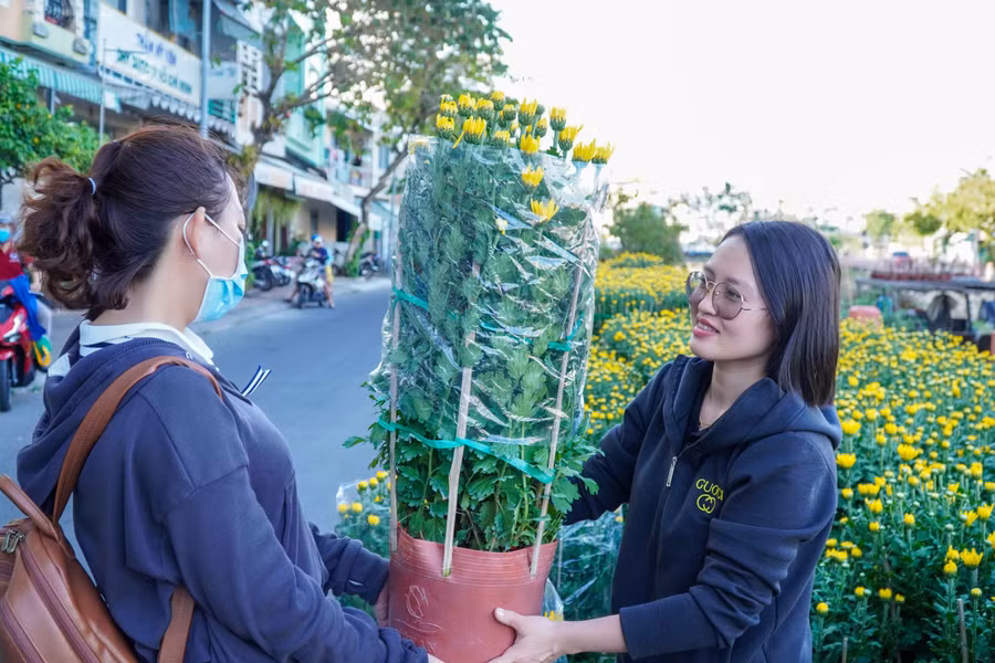 Cúc pha lê là một lựa chọn trong ngày Tết.