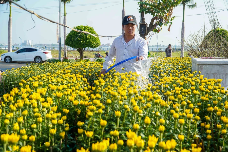 Tiểu thương tưới nước cúc pha lê bày bán tại chợ hoa tết tại khu vực Quảng trường trung tâm 586, quận Cái Răng, TP Cần Thơ.