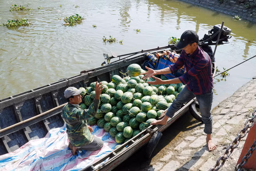 Ngoài hoa kiểng, các loại trái cây cũng được người dân tập kết về bày bán phục vụ mùa Tết.