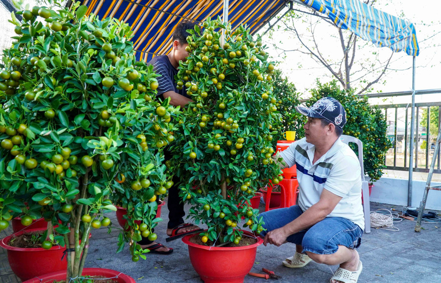 Những cây hạnh (quất) được chuẩn bị lên kệ bày bán. Những cây hạnh (quất) được chuẩn bị lên kệ bày bán.
