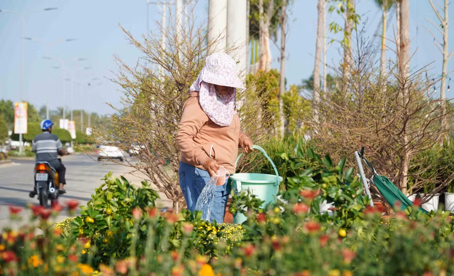 Tiểu thương tập kết về khu vực chợ hoa xuân, sẵn sàng phục vụ nhu cầu hoa trưng Tết của người dân.